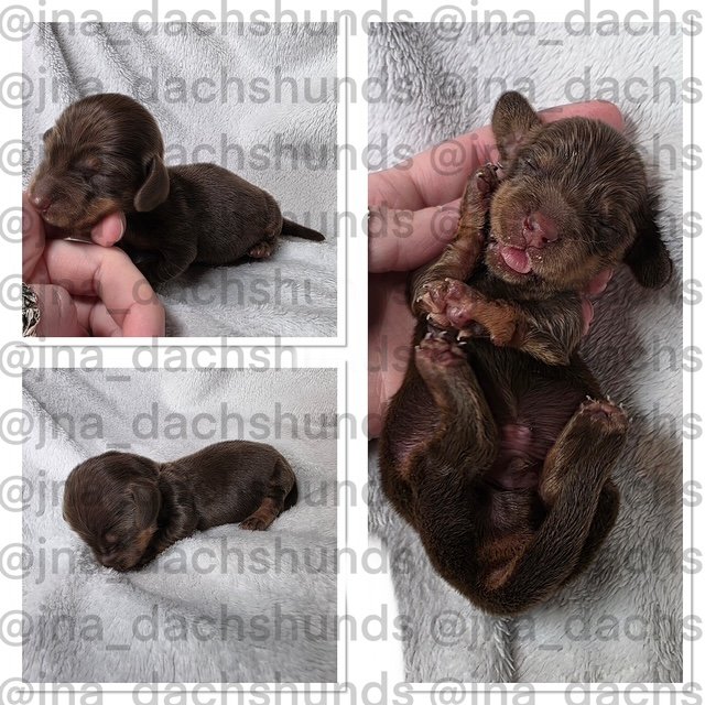 Puppies — JnA Dachshunds Puppies — JnA Dachshunds